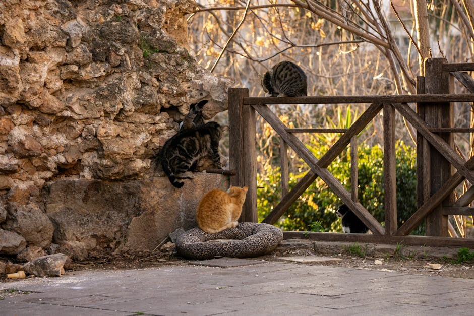 Mogu li psi jesti lavandu? Je li lavanda sigurna za pse?