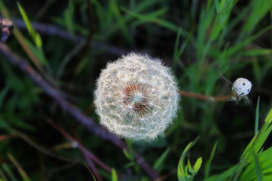 Mogu li psi jesti lavandu? Je li lavanda sigurna za pse?