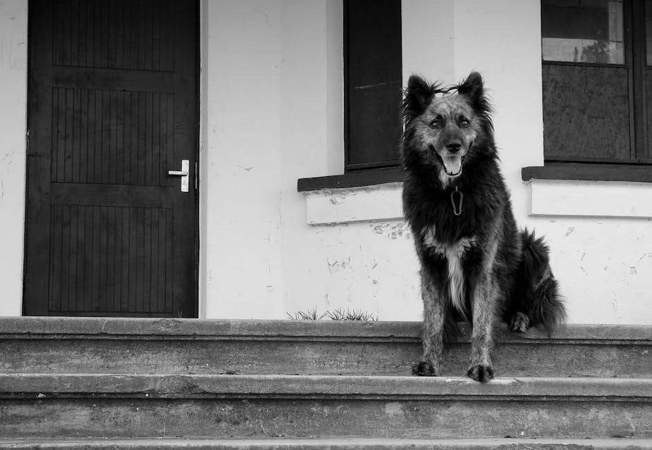 Alergije kod pasa: najčešće vrste i što poduzeti