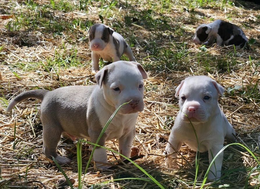 Giardija kod pasa: simptomi, uzroci i liječenje