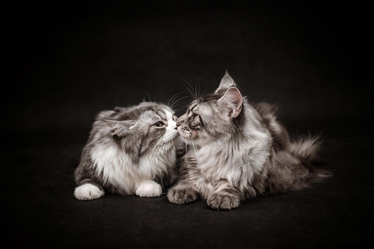 Rasprava o CBD ulju: je li sigurno za vašeg psa i djeluje li?