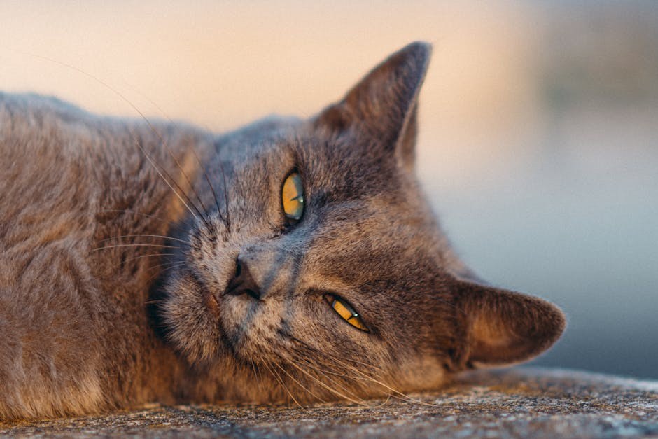 Smiju li psi jesti burrito ? Jesu li punjene tortilje sigurne za pse?