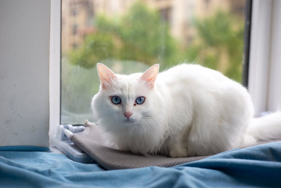 Smiju li psi jesti burrito ? Jesu li punjene tortilje sigurne za pse?