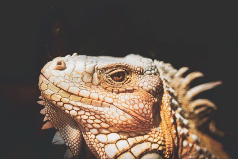 Smiju li psi jesti burrito ? Jesu li punjene tortilje sigurne za pse?