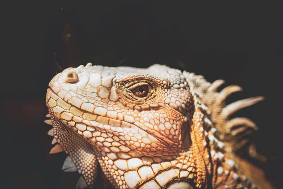 Smiju li psi jesti burrito ? Jesu li punjene tortilje sigurne za pse?