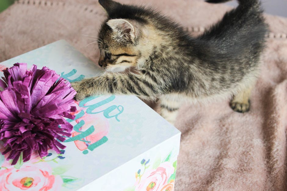 Smiju li psi jesti crni grah - je li siguran za njih?