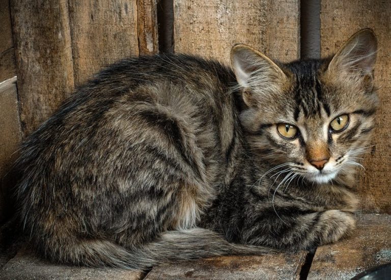 Inćuni u psećoj prehrani - smiju li ih psi jesti i je li sigurno?