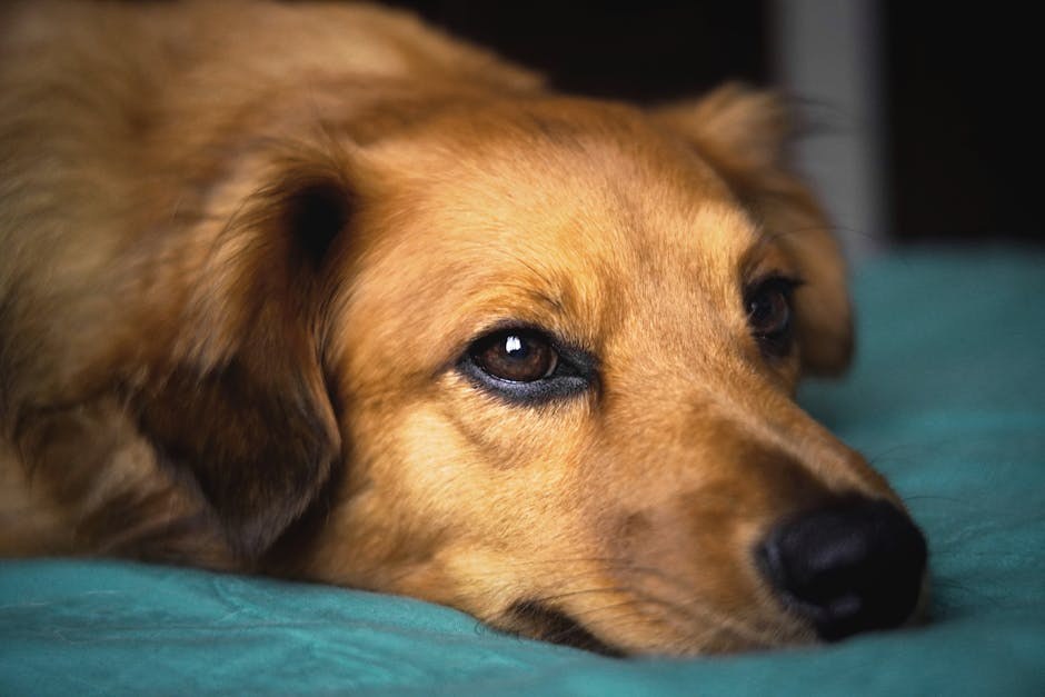 Smiju li psi jesti pastrnjak? Je li ova korjenasta namirnica sigurna za pse?