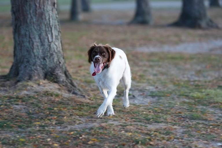 Smiju li psi jesti pastrnjak? Je li ova korjenasta namirnica sigurna za pse?