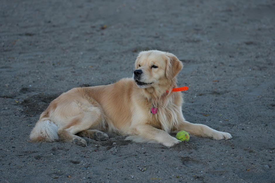 Smiju li psi jesti kruške - sigurna poslastica ili rizik?