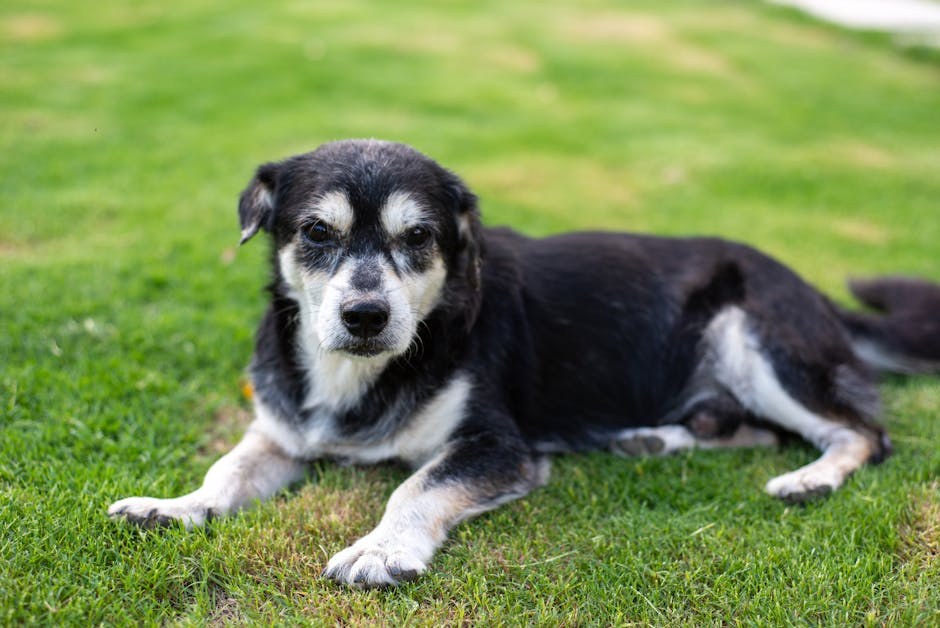 Smiju li psi jesti kruške - sigurna poslastica ili rizik?