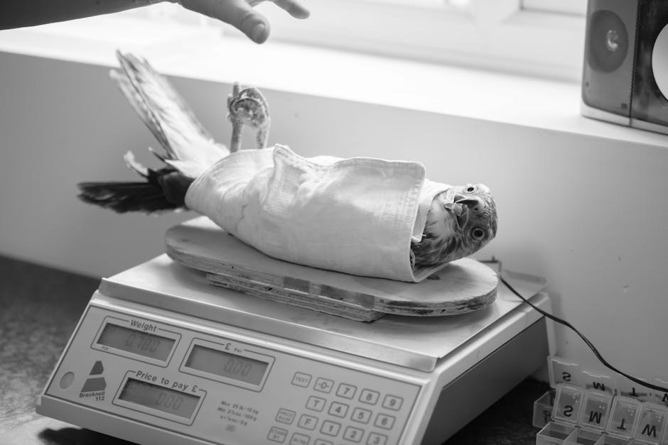 Smiju li psi jesti ljuti umak? Je li hot sauce siguran za pse?