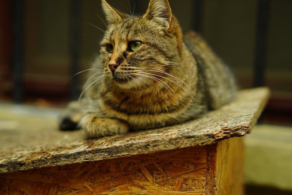 Alergije oka kod pasa: simptomi, uzroci i liječenje