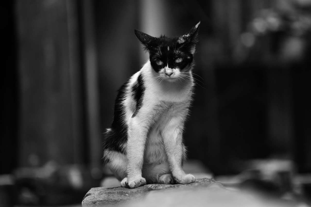 Smiju li psi jesti pinto grah? Je li pinto grah siguran za pse?