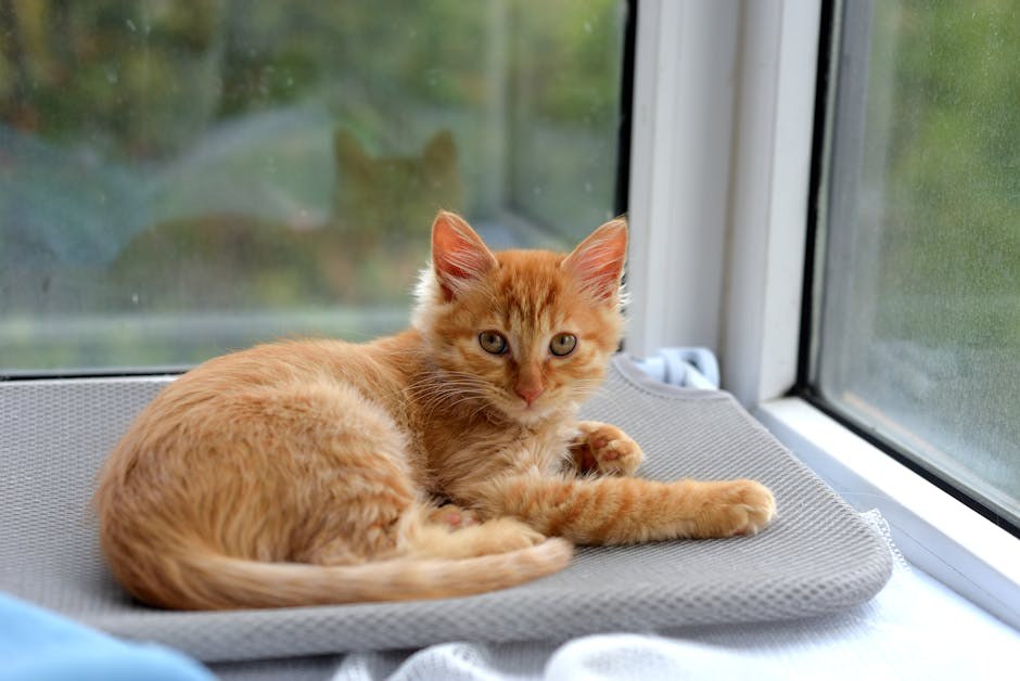 Smiju li psi jesti ginger ? Je li đumbir siguran za pse?