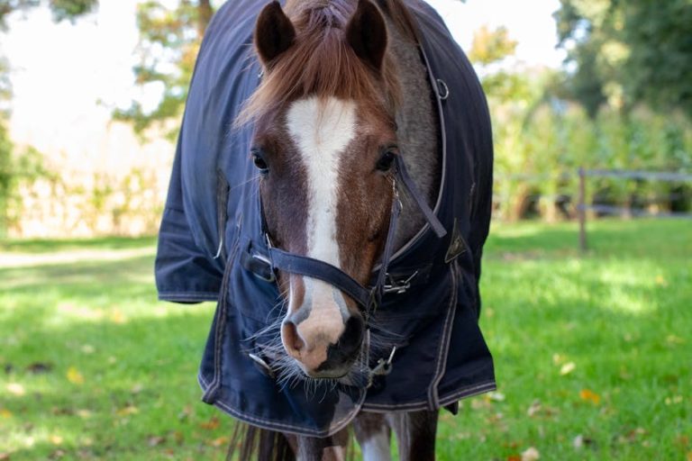 Smiju li psi jesti laneno sjeme? Je li laneno sjeme sigurno za pse?