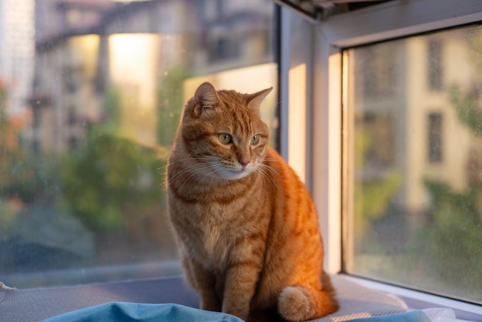 Smiju li psi jesti laneno sjeme? Je li laneno sjeme sigurno za pse?