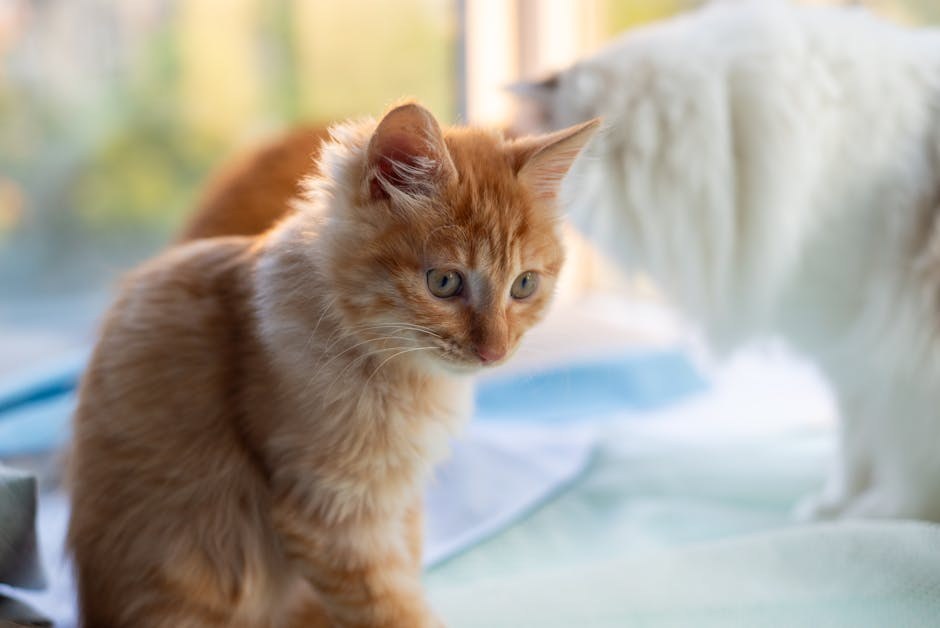 Ogrlica ili oprsnica: što je bolje za vašeg psa?