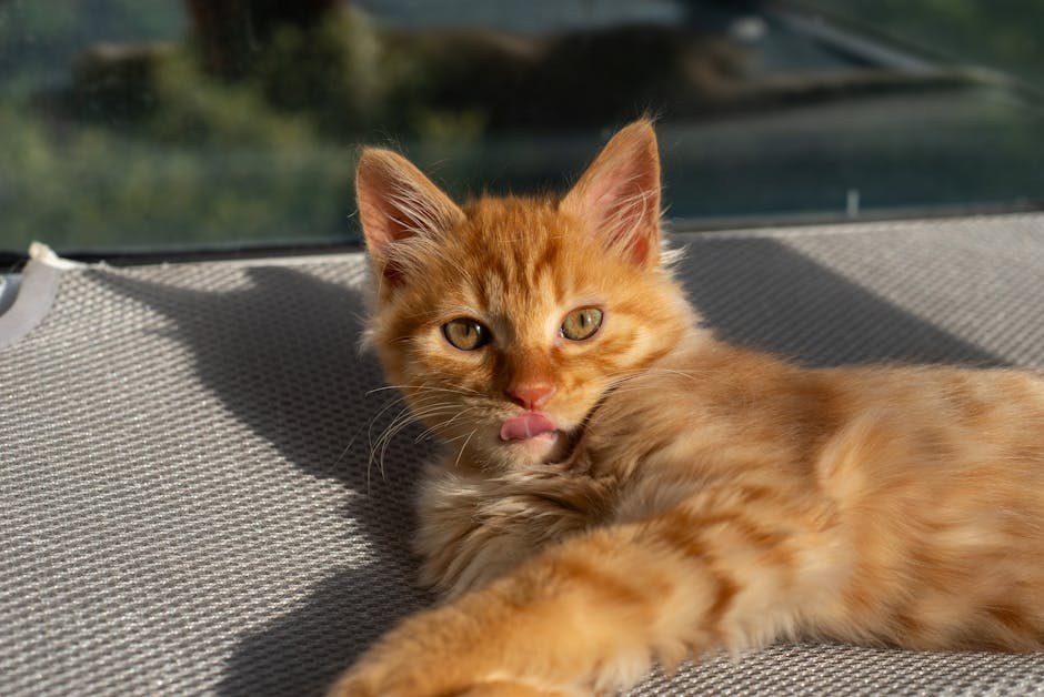 Napadaji kod pasa: simptomi, uzroci i liječenje