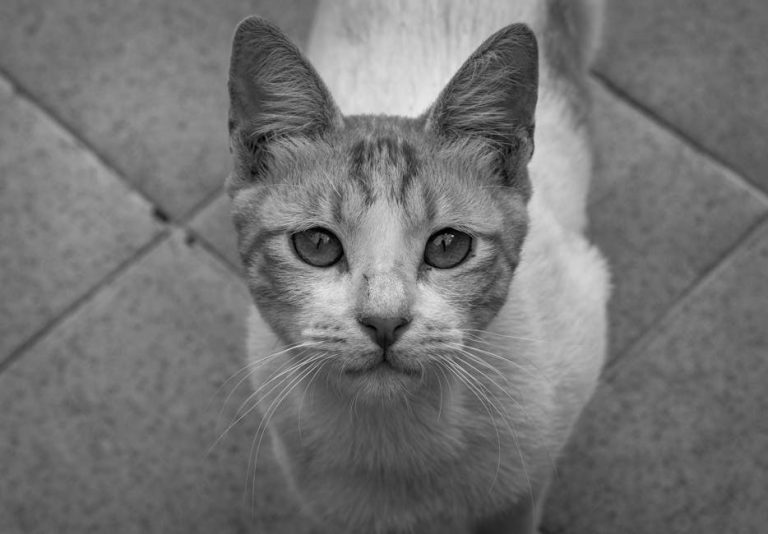 Smiju li psi jesti sardine - jesu li sardine sigurne za pse?