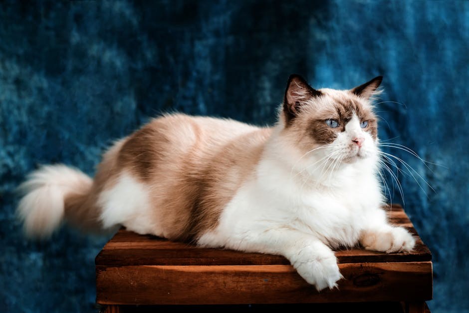 Smiju li psi jesti svinjsku koljenicu? Je li sigurna za pse?