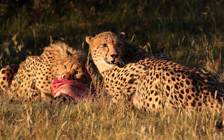Smiju li psi jesti mentu - koliko je sigurno?