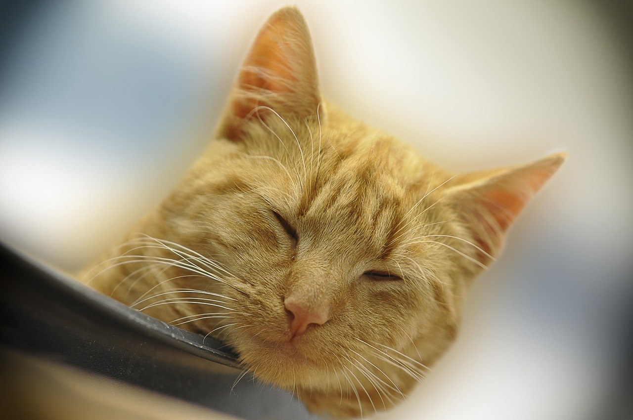 Smiju li psi jesti lješnjake i je li to sigurno?