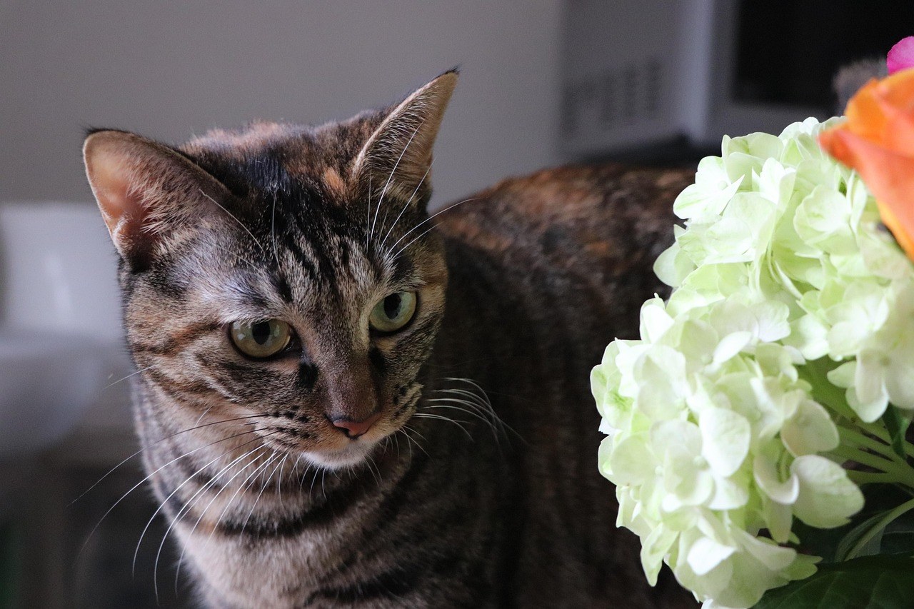 Smiju li psi jesti graham krekere - koliko su sigurni?