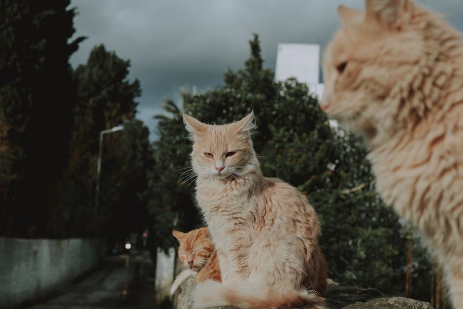 Smiju li psi jesti graham krekere - koliko su sigurni?