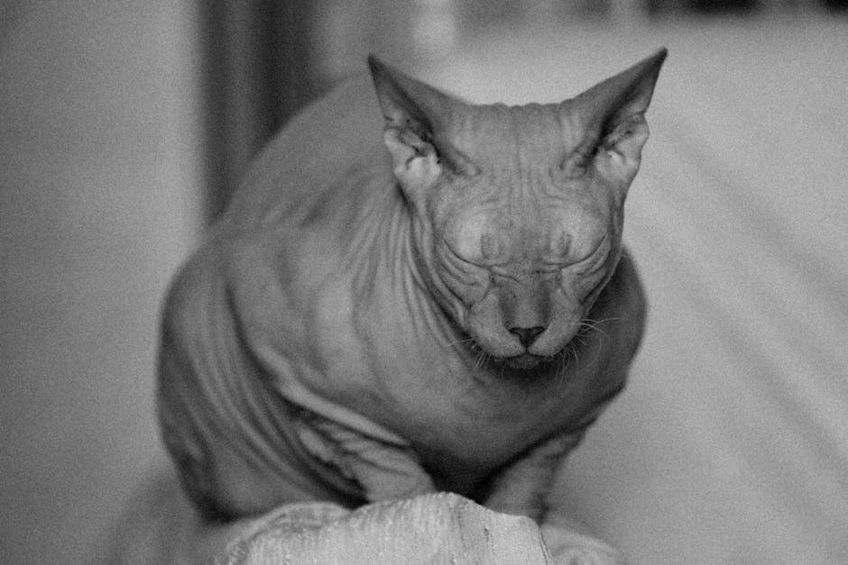 Smiju li psi jesti radič? Je li radič siguran za pse?