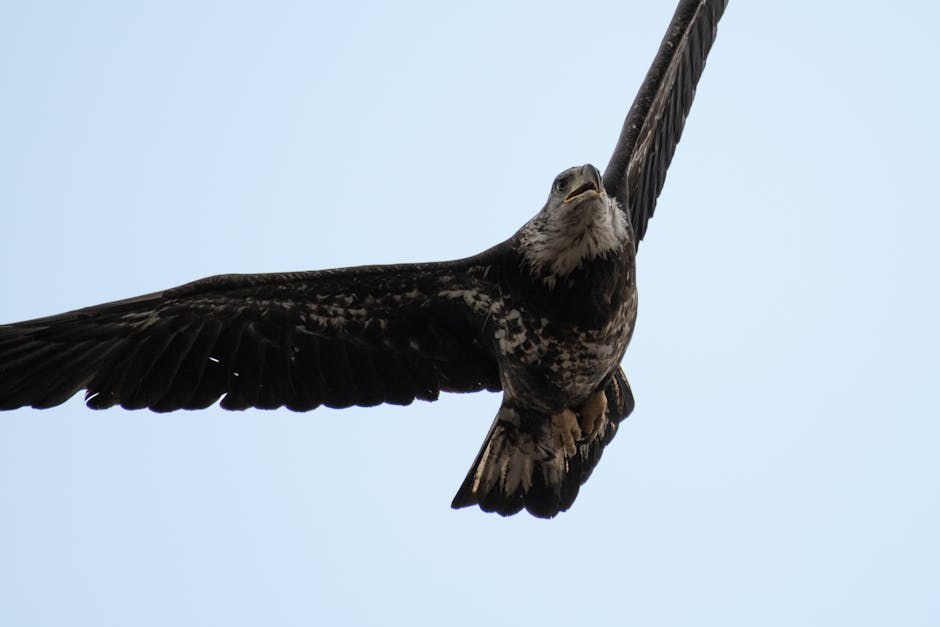 Smiju li psi jesti papaju? Je li papaja sigurna za pse?