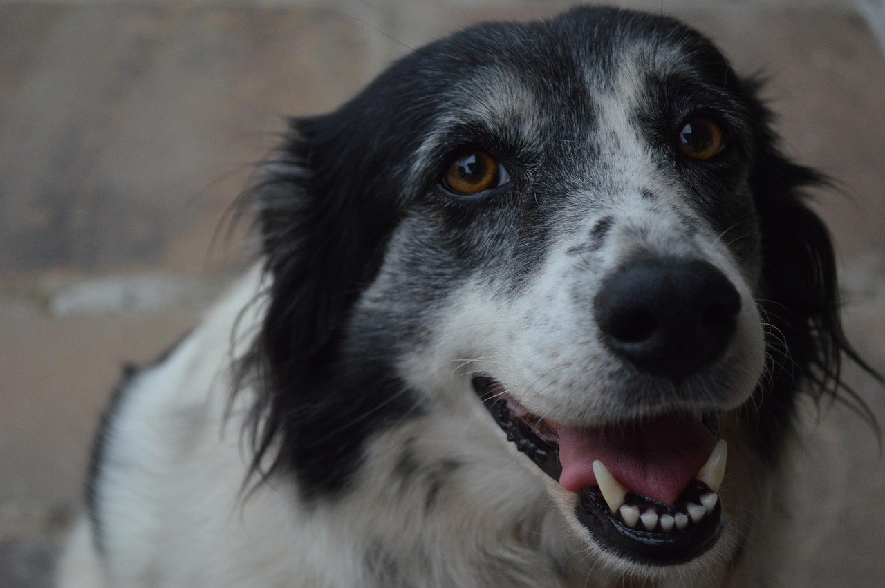 Otrovanje ugrizom smeđeg samotnjačkog pauka kod pasa: simptomi, uzroci i liječenje
