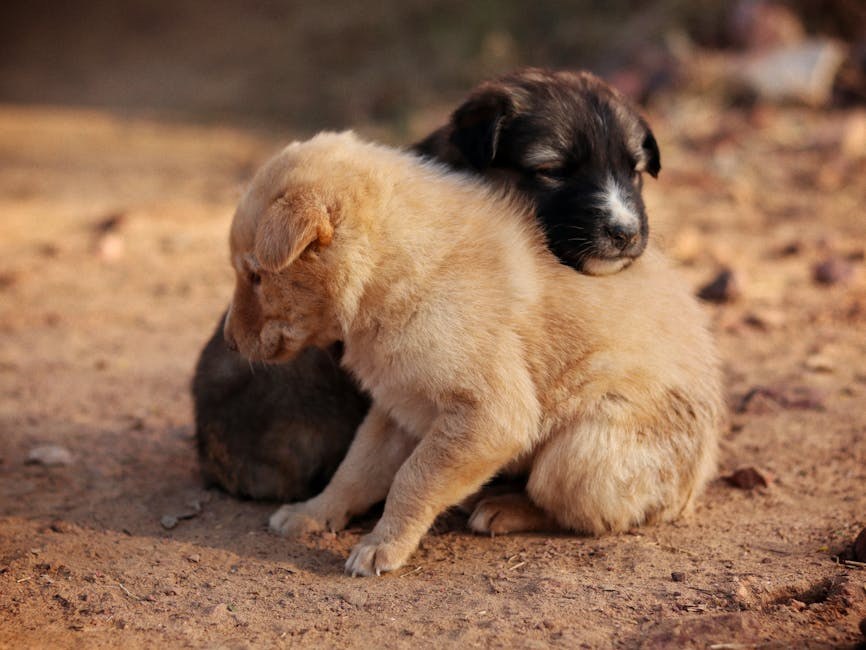 Otrovanje ugrizom smeđeg samotnjačkog pauka kod pasa: simptomi, uzroci i liječenje
