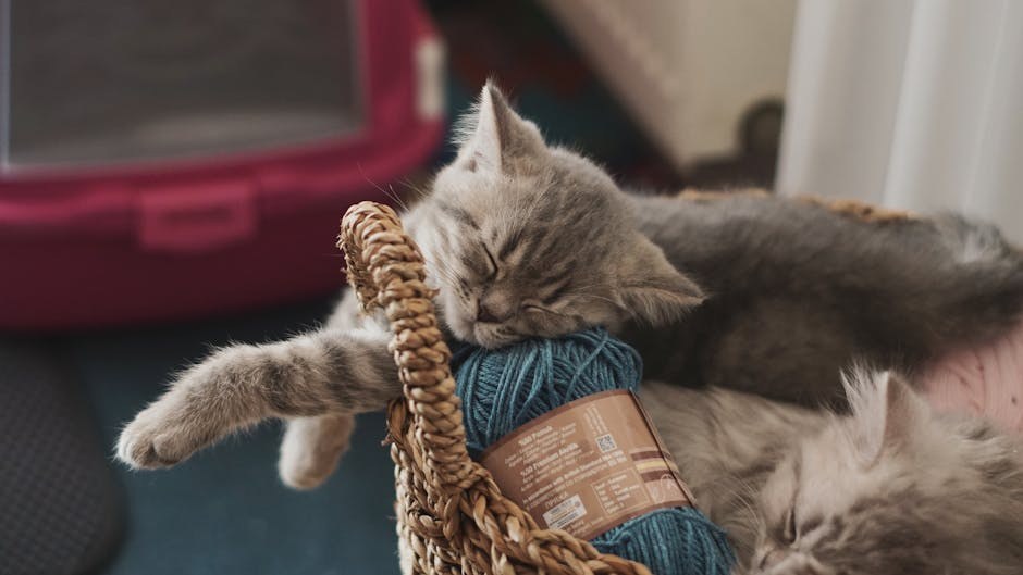 Smiju li psi jesti lima grah ? Je li lima grah siguran za pse?