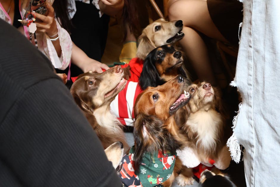 Smiju li psi jesti prokulice i jesu li sigurne za njih?