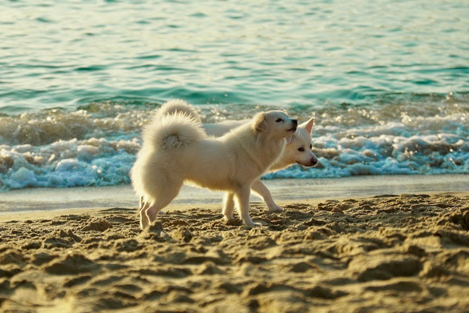 Smije li pas jesti butternut tikvu? Je li butternut tikva sigurna za pse?