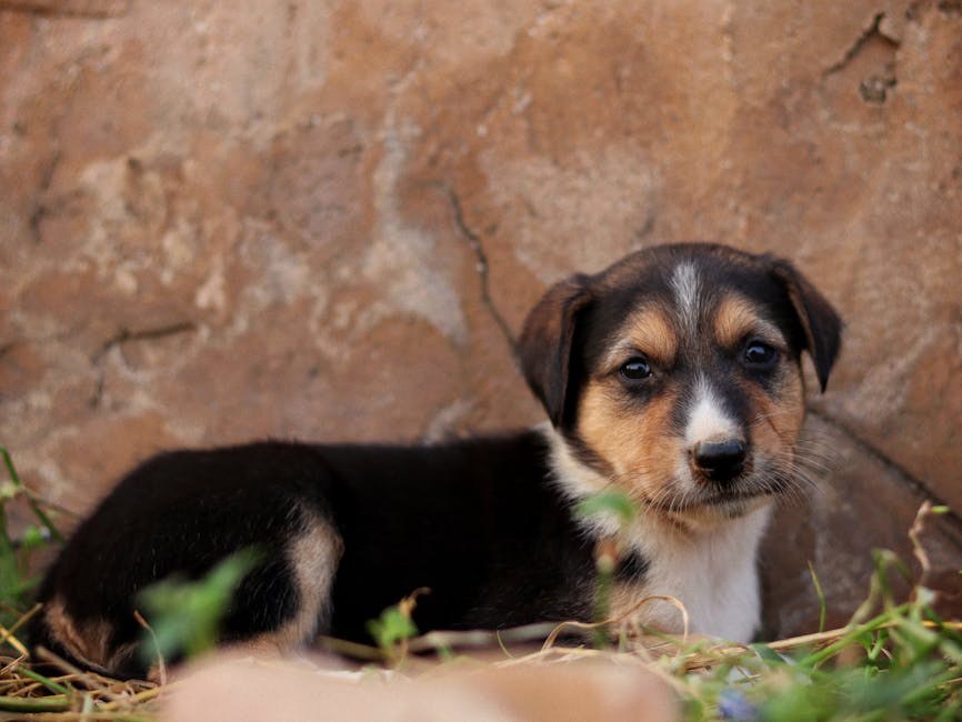 Trombocitopatije kod pasa: simptomi, uzroci i liječenje