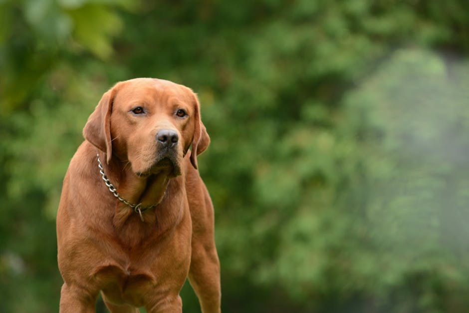 Trombocitopatije kod pasa: simptomi, uzroci i liječenje