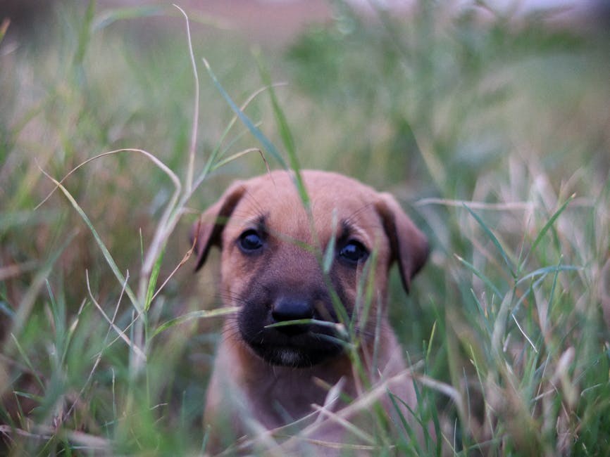 Pravilna dentalna njega psa može produžiti njegov život i očuvati zdravlje