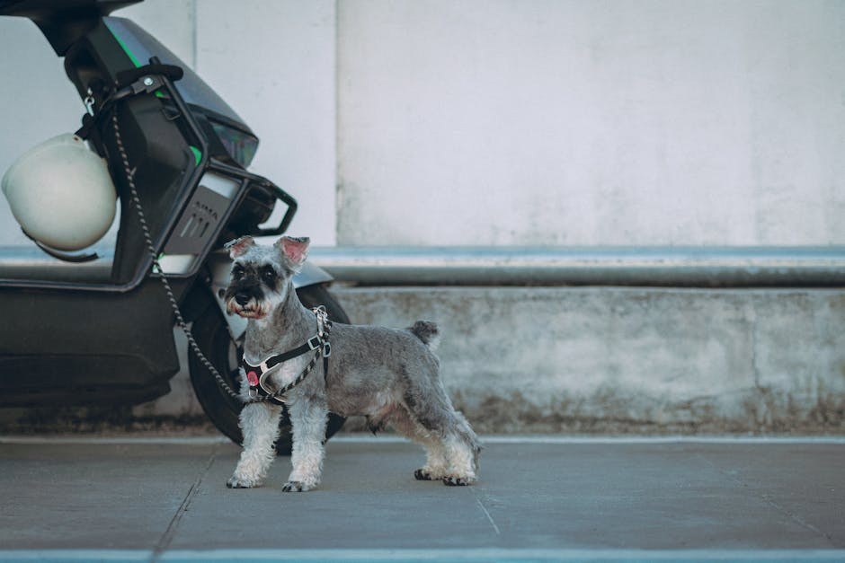 Pravilna dentalna njega psa može produžiti njegov život i očuvati zdravlje