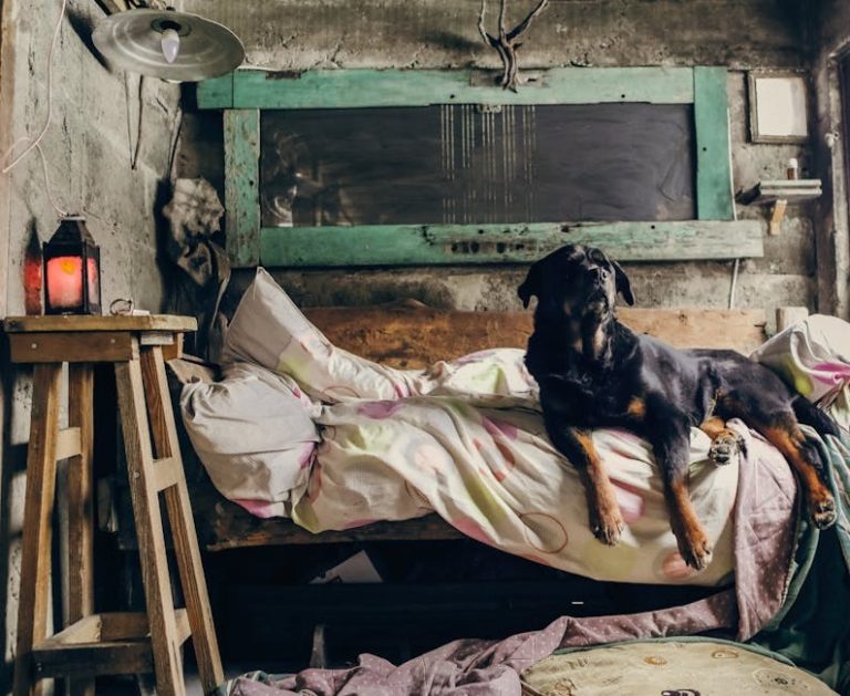 Pravilna dentalna njega psa može produžiti njegov život i očuvati zdravlje