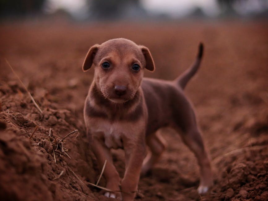 Pravilna dentalna njega psa može produžiti njegov život i očuvati zdravlje