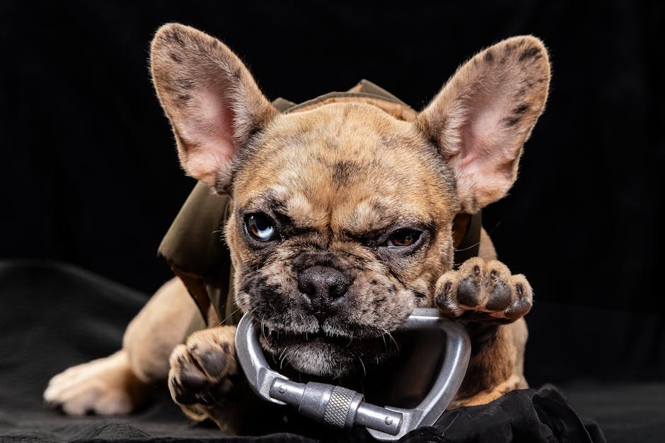 Smiju li psi jesti stabljike kardona - jesu li sigurne za pse?