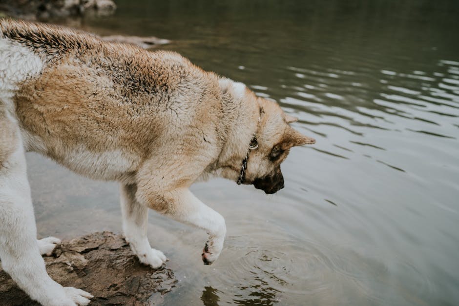 Degeneracija rožnice kod pasa: simptomi, uzroci i liječenje