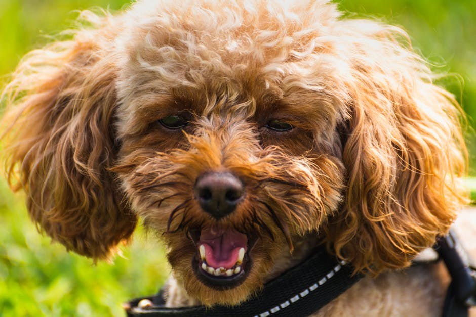 Degeneracija rožnice kod pasa: simptomi, uzroci i liječenje