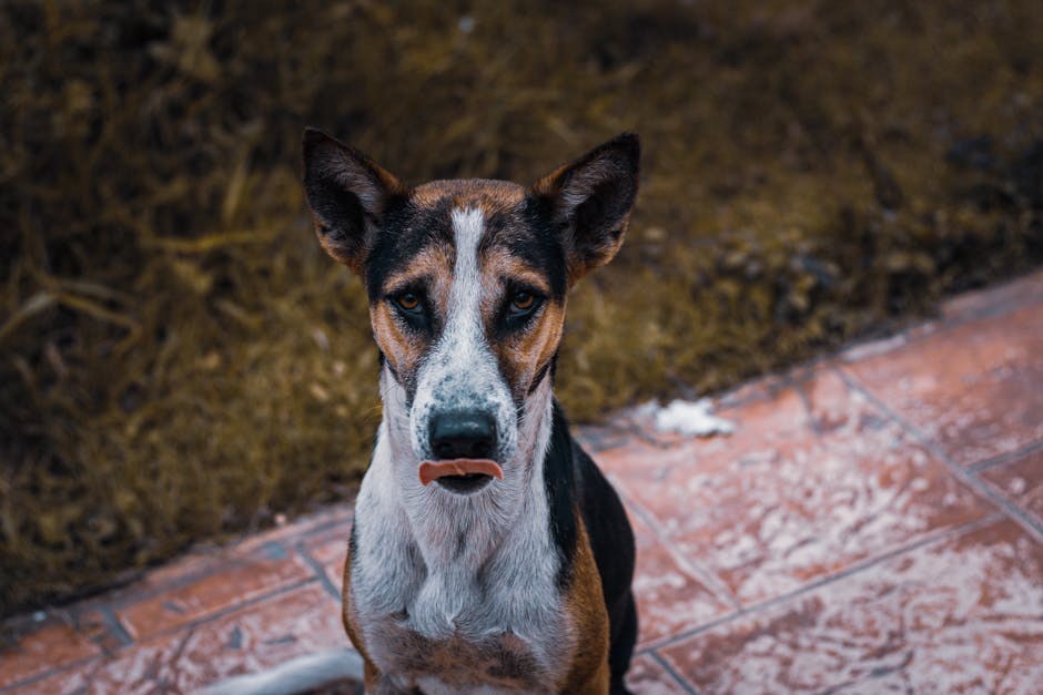 Degeneracija rožnice kod pasa: simptomi, uzroci i liječenje