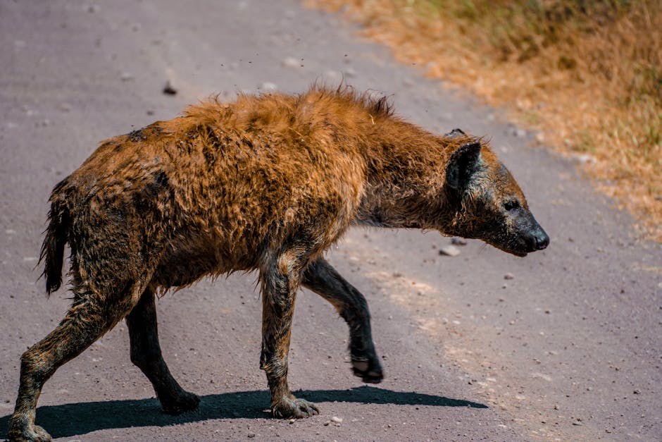 Degeneracija rožnice kod pasa: simptomi, uzroci i liječenje
