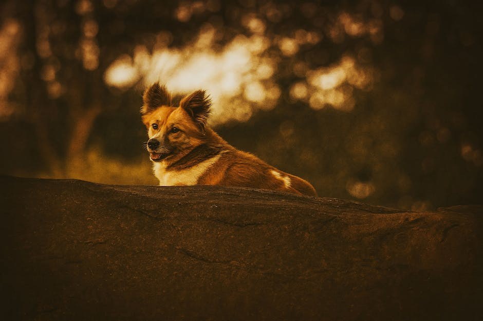 psi koji se ne linjaju: top 20 pasmina za čišći dom