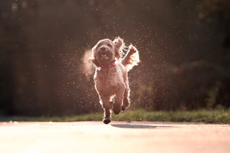 Tjedan prevencije otrovanja: kako zaštititi pse od trovanja