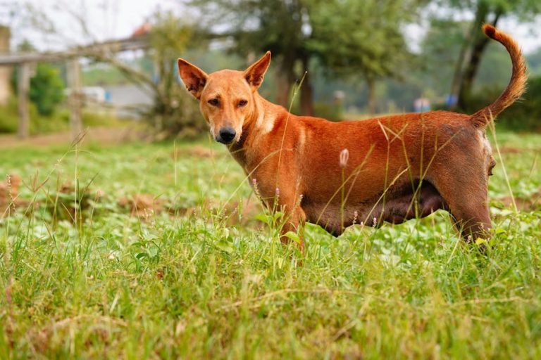 Distrofija rožnice kod pasa: simptomi, uzroci i liječenje